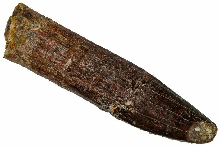 Fossil Sauropod Dinosaur (Titanosaur) Tooth - Morocco #298505